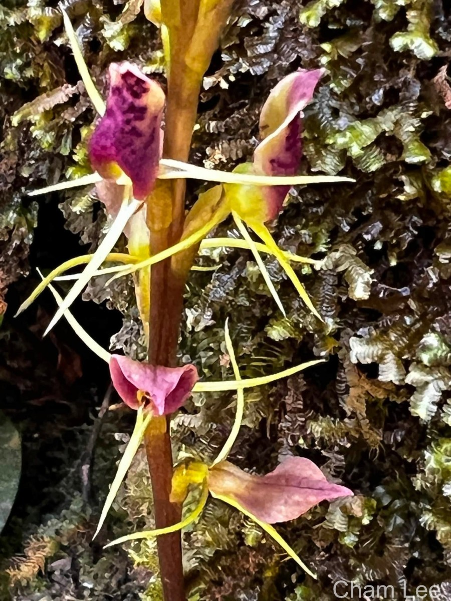 Cryptostylis arachnites (Blume) Hassk.